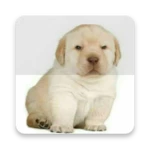 stickers perrito triste android application logo